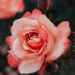 Eltville erneuert Rosenpatenschaften und führt Jahresoption ein