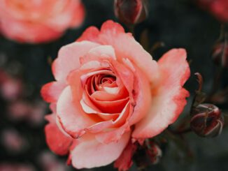 Eltville erneuert Rosenpatenschaften und führt Jahresoption ein