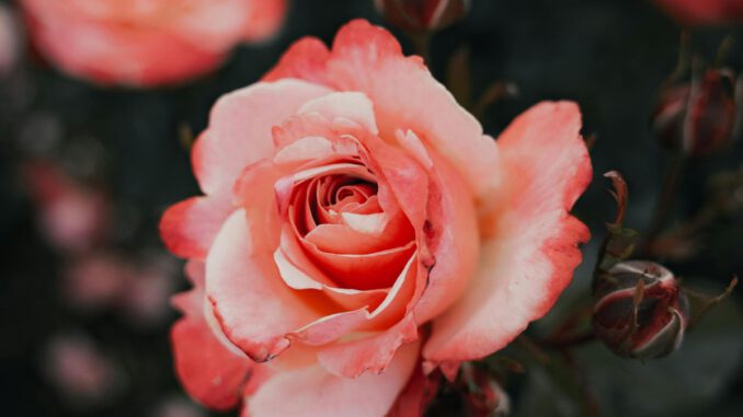 Eltville erneuert Rosenpatenschaften und führt Jahresoption ein