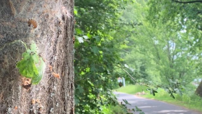 Eltville kündigt Entfernung von Gespinsten des Eichenprozessionsspinners am Leinpfad an