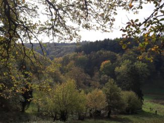 Rauenthal erhält 5,4 Kilometer langen Rundwanderweg bis zum Aussichtspunkt Maspen
