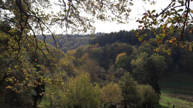 Rauenthal erhält 5,4 Kilometer langen Rundwanderweg bis zum Aussichtspunkt Maspen Rauenthal erhält 5,4 Kilometer langen Rundwanderweg bis zum Aussichtspunkt Maspen