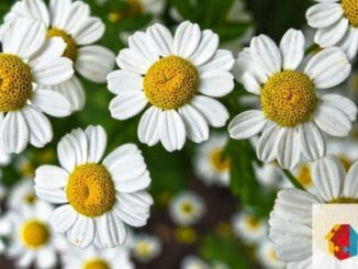 Selbstgemachte Blumengestecke: Offenes Angebot im Mehrgenerationenhaus Eltville