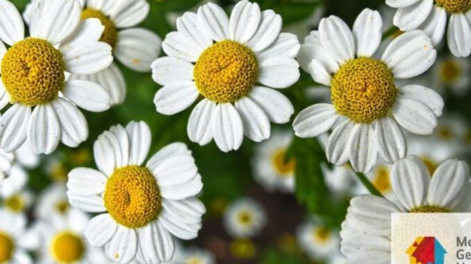 Selbstgemachte Blumengestecke: Offenes Angebot im Mehrgenerationenhaus Eltville