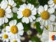 Selbstgemachte Blumengestecke: Offenes Angebot im Mehrgenerationenhaus Eltville