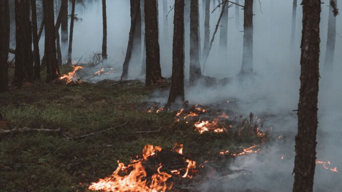 Waldbrandwarnstufe 4: Grillverbot auf allen öffentlichen Grillplätzen und verschärfte Auflagen für Veranstaltungen