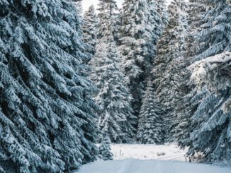 Weihnachtsbäume im Wald auswählen: Forstamt Rüdesheim lädt nach Rauenthal
