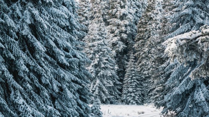 Weihnachtsbäume im Wald auswählen: Forstamt Rüdesheim lädt nach Rauenthal