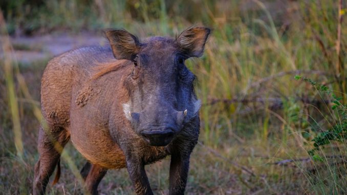 Zehn Monate ohne neue Funde: Rheingau Taunus Kreis zieht Bilanz zur Afrikanischen Schweinepest